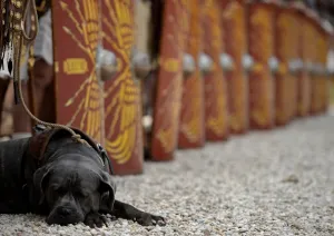 <b class=qtipBold><figcaption>Italy-Rome-Anniversary-History-Dog</figcaption></b><br>A dog rests next to a column of men dressed as ancient roman centurions at Circo Massimo during a parade to commemorate the legendary foundation of the eternal city in 753 B.C, in Rome on April 24, 2016. / AFP PHOTO / FILIPPO MONTEFORTE<br><em>© Copyright Agence France-Presse (AFP) - All Rights Reserved</em> Italy-Rome-Anniversary-History-Dog