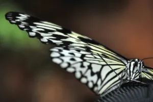 Butterfly Prints: Italy-Zoo-Butterfly-Greenhouse
