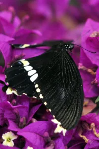 Italy-Zoo-Butterfly-Greenhouse
