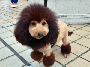 <b class=qtipBold><figcaption>Japan-Animal-Dog-Offbeat</figcaption></b><br>A dog, trimmed to look like a lion, walks on the rooftop of the Mitsukoshi department store in Tokyo on April 5, 2014. One hundred lion looking dogs gathered to celebrate the 100th anniversary of Mitsukoshi department store's mascot lion. AFP PHOTO / Yoshikazu TSUNO / AFP PHOTO / YOSHIKAZU TSUNO<br><em>© Copyright Agence France-Presse (AFP) - All Rights Reserved</em> Japan-Animal-Dog-Offbeat