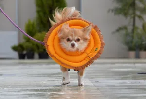 Japan-Animal-Dog-Offbeat