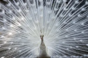 <b class=qtipBold><figcaption>Japan-Animal-Peacock</figcaption></b><br>A white peacock opens its plumage at the Nogeyama zoo in Yokohama, suburban Tokyo on May 5, 2015. AFP PHOTO / Yoshikazu TSUNO / AFP PHOTO / YOSHIKAZU TSUNO<br><em>© Copyright Agence France-Presse (AFP) - All Rights Reserved</em> Japan-Animal-Peacock