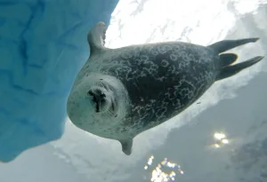 <b class=qtipBold><figcaption>Japan-Animal-Seal</figcaption></b><br>A ringed seal swims in a water tank at the Osaka Aquarium Kaiyukan on July 26, 2013 as part of the facility's Arctic exhibit. In March 2013 the aquarium completed its most major renovation to add interactive exhibits. AFP PHOTO / KAZUHIRO NOGI / AFP PHOTO / KAZUHIRO NOGI<br><em>© Copyright Agence France-Presse (AFP) - All Rights Reserved</em> Japan-Animal-Seal