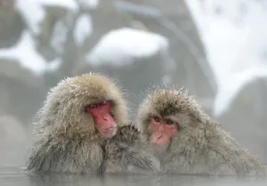 Japan-Lifestyle-Animal