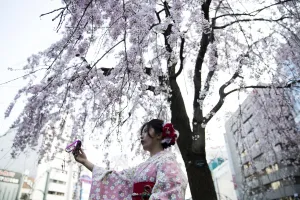 <b class=qtipBold><figcaption>Japan-Lifestyle-Cherry-Blossom</figcaption></b><br>A woman takes a selfie under a blooming cherry blossom tree in a park in Tokyo on March 29, 2017. / AFP PHOTO / Behrouz MEHRI<br><em>© Copyright Agence France-Presse (AFP) - All Rights Reserved</em> Japan-Lifestyle-Cherry-Blossom