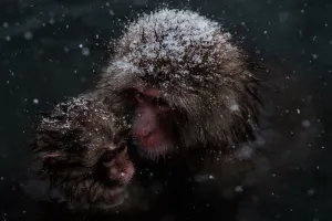 <b class=qtipBold><figcaption>Japan-Nature-Snow Monkey</figcaption></b><br>Japanese wild monkeys known as "snow monkeys" bathe in a hot spring at the Jigokudani Wild Monkey Park in Yamanouchi town, Nagano prefecture, Japan. AFP PHOTO / YASUYOSHI CHIBA<br><em>© Copyright Agence France-Presse (AFP) - All Rights Reserved</em> Japan-Nature-Snow Monkey