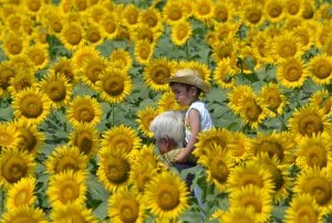 <b class=qtipBold><figcaption>Japan-Summer-Sunflowers</figcaption></b><br>A boy rides on his father's shoulders through a field of sunflowers during a three-day sunflower festival in the town of Nogi, Tochigi prefecture, some 70 kms north of Tokyo on July 26, 2015. A total of some 200, 000 sunflowers welcomed guests for the summer festival. AFP PHOTO / KAZUHIRO NOGI / AFP PHOTO / KAZUHIRO NOGI<br><em>© Copyright Agence France-Presse (AFP) - All Rights Reserved</em> Japan-Summer-Sunflowers