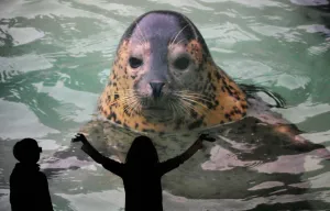 <b class=qtipBold><figcaption>Japan-Zoo-3D</figcaption></b><br>Children enjoy the HD (high-definition) image of a seal at Asahiyawa Zoo in Asahikawa, Hokkaido, during a press preview at Sony Building in Tokyo's shopping district of Ginza on December 22, 2009. Visitors will be able to watch the 3D (three dimensions) HD images of amimals at the Japan's northernmost zoo from today until January 17. AFP PHOTO/Toru YAMANAKA / AFP PHOTO / TORU YAMANAKA<br><em>© Copyright Agence France-Presse (AFP) - All Rights Reserved</em> Japan-Zoo-3D