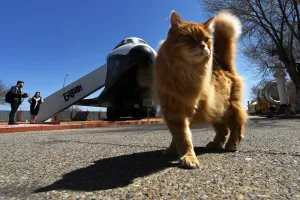 <b class=qtipBold><figcaption>Kazakhstan-Russia-Animals-Offbeat</figcaption></b><br>A cat walks close to one of the Soviet era space shuttles Buran installed in a museum at Russian-leased Baikonur cosmodrome in Kazakhstan on April 18, 2017. / AFP PHOTO / Kirill KUDRYAVTSEV<br><em>© Copyright Agence France-Presse (AFP) - All Rights Reserved</em> Kazakhstan-Russia-Animals-Offbeat