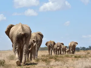 Africa Prints: Kenya-Amboseli-Elephants-Ivory