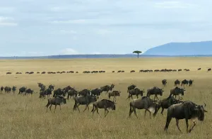 Kenya-Animals-Mara-Serengeti-Wonder Kenya-Animals-Mara-Serengeti-Wonder