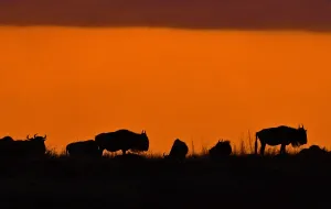 Africa Prints: Kenya-Animals-Migration