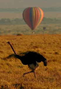Kenya-Animals-Migration