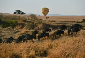 Ballooning Prints: Kenya-Animals-Migration