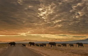 Kenya-Nature-Conservation-Animal-Elephant-Wildlife-Feature