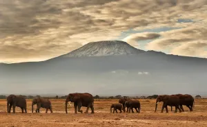 Kenya-Nature-Conservation-Animal-Elephant-Wildlife-Feature