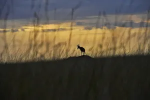 Africa Prints: Kenya-Nature-Tourism-Animal