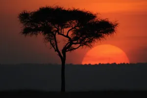 <b class=qtipBold><figcaption>KENYA-SUNSET-NATURE</figcaption></b><br>The sun sets over the Olare Orok conservancy within the Masai Mara eco system. Investors and conservationists have dreamt up an innovative business plan to save Kenya's iconic Maasai Mara, a wildlife haven threatened by over-grazing, farming and mass tourism. AFP PHOTO/TONY KARUMBA / AFP PHOTO / TONY KARUMBA<br><em>© Copyright Agence France-Presse (AFP) - All Rights Reserved</em> KENYA-SUNSET-NATURE