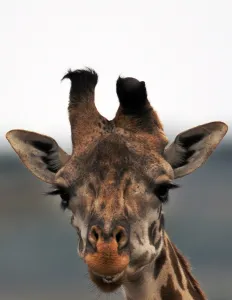 <b class=qtipBold><figcaption>Kenya-Tourism-Giraffe</figcaption></b><br>A Giraffe forages on July 30, 2008 at the Olare Orok conservancy within the Masai Mara eco system. Investors and conservationists have dreamt up an innovative business plan to save Kenya's iconic Maasai Mara, a wildlife haven threatened by over-grazing, farming and mass tourism. AFP PHOTO/TONY KARUMBA / AFP PHOTO / TONY KARUMBA<br><em>© Copyright Agence France-Presse (AFP) - All Rights Reserved</em> Kenya-Tourism-Giraffe