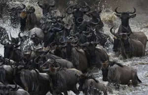 <b class=qtipBold><figcaption>Kenya-Tourism-Migration</figcaption></b><br>Herds of wildebeest cross the river in Masai Mara on September 4, 2015. Every year hundreds of thousands of wildebeest make the crossing from the Serengeti to Masai Mara game reserve to graze during the migration. AFP PHOTO/Carl de Souza / AFP PHOTO / CARL DE SOUZA<br><em>© Copyright Agence France-Presse (AFP) - All Rights Reserved</em> Kenya-Tourism-Migration