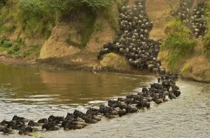 <b class=qtipBold><figcaption>Kenya-Tourism-Migration</figcaption></b><br>Herds of wildebeest after crossing the river in Masai Mara on September 4, 2015. Every year hundreds of thousands of wildebeest make the crossing from the Serengeti to Maasai Mara game reserve to graze during the migration. AFP PHOTO/Carl de Souza / AFP PHOTO / CARL DE SOUZA<br><em>© Copyright Agence France-Presse (AFP) - All Rights Reserved</em> Kenya-Tourism-Migration