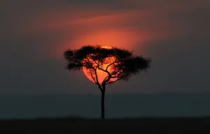 Africa Prints: Kenya-Tourism-Nature-Sunset
