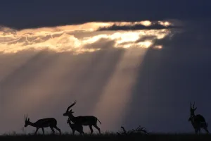 <b class=qtipBold><figcaption>Kenya-Wildlife-Animals-Antelope</figcaption></b><br>African antelopes roam at the Mpala Research Center and Wildlife Foundation, near Rumuruti, Laikipia District, Kenya, on January 30, 2016. / AFP PHOTO / SIMON MAINA<br><em>© Copyright Agence France-Presse (AFP) - All Rights Reserved</em> Kenya-Wildlife-Animals-Antelope