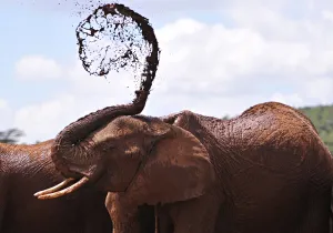 <b class=qtipBold><figcaption>Kenya-Wildlife-Elephant</figcaption></b><br>An African elephant throws mud onto himself at the Mpala Research Center and Wildlife Foundation, near Rumuruti, Laikipia District, Kenya. AFP PHOTO / SIMON MAINA<br><em>© Copyright Agence France-Presse (AFP) - All Rights Reserved</em> Kenya-Wildlife-Elephant
