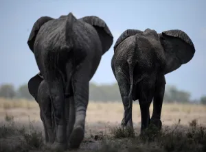 <b class=qtipBold><figcaption>Kenya-Wildlife-Elephant</figcaption></b><br>Elephants troop to a water hole at the Amboseli national park at the foot of Mt. Kilimanjaro. AFP PHOTO/Tony KARUMBA / AFP PHOTO / TONY KARUMBA<br><em>© Copyright Agence France-Presse (AFP) - All Rights Reserved</em> Kenya-Wildlife-Elephant