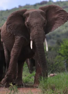 Africa Prints: Kenya-Wildlife-Elephant