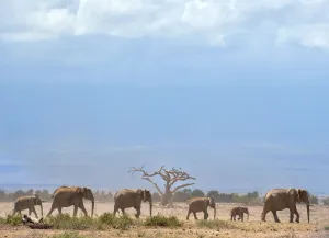 <b class=qtipBold><figcaption>Kenya-Wildlife-Elephants</figcaption></b><br>Elephants troop to a water hole at the Amboseli national reserve November 13, 2015 at the foot of Mt. Kilimanjaro. AFP PHOTO/Tony KARUMBA / AFP PHOTO / TONY KARUMBA<br><em>© Copyright Agence France-Presse (AFP) - All Rights Reserved</em> Kenya-Wildlife-Elephants