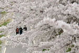 : KOREA-WEATHER-LIFESTYLE-SPRING
