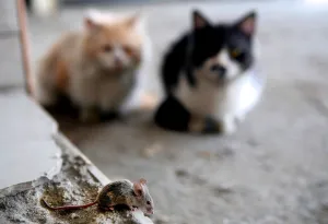 <b class=qtipBold><figcaption>Kuwait-Daily-Life-Animal</figcaption></b><br>Two cats watch a mouse walking on the pavement in Kuwait City on March 8, 2017. / AFP PHOTO / Yasser Al-Zayyat<br><em>© Copyright Agence France-Presse (AFP) - All Rights Reserved</em> Kuwait-Daily-Life-Animal