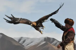 A Kyrgyz berkutchi (eagle hunter) releases his bird, a golden eagle, during the hunting A Kyrgyz berkutchi (eagle hunter) releases his bird, a golden eagle, during the hunting