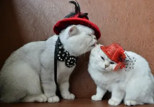 <b class=qtipBold><figcaption>Kyrgyzstan-Animals-Cats-Feature</figcaption></b><br>Two Scottish shorthair cats dressed with red hats are pictured during a cat exhibition in Bishkek, on October 16, 2016. Cat lovers from Kyrgyzstan, Kazakhstan and Uzbekistan took part in the exhibition. / AFP PHOTO / VYACHESLAV OSELEDKO<br><em>© Copyright Agence France-Presse (AFP) - All Rights Reserved</em> Kyrgyzstan-Animals-Cats-Feature