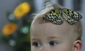 Kyrgyzstan-Butterfly-Exhibition