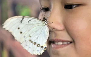 Butterfly Prints: Kyrgyzstan-Butterfly-Exhibition