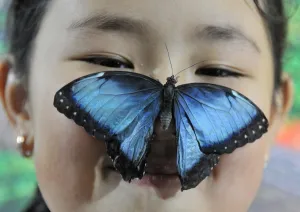 Kyrgyzstan-Butterfly-Exhibition