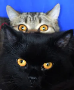 <b class=qtipBold><figcaption>Kyrgyzstan-Cats-Exhibition-Feature</figcaption></b><br>Two cats are pictured during a cat exhibition in Bishkek on March 20, 2016. / AFP PHOTO / VYACHESLAV OSELEDKO<br><em>© Copyright Agence France-Presse (AFP) - All Rights Reserved</em> Kyrgyzstan-Cats-Exhibition-Feature