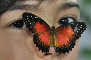 Child Prints: Kyrgyzstan-Nature-Butterfly-Exhibition