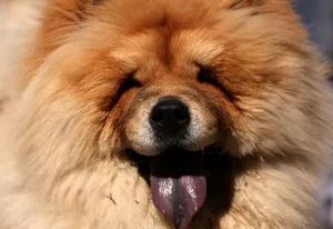 <b class=qtipBold><figcaption>Lebanon-Animals - Dog</figcaption></b><br>A chow chow dog is seen during a group walk event in Beirut. AFP PHOTO/PATRICK BAZ<br><em>© Copyright Agence France-Presse (AFP) - All Rights Reserved</em> Lebanon-Animals - Dog
