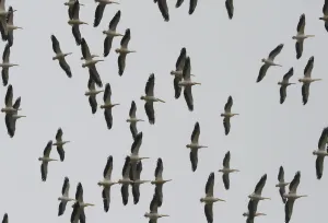 Middle East Prints: Lebanon-Nature-Spring-Migration