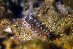 Lebanon-Sea-Life Lebanon-Sea-Life