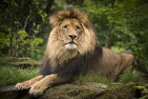 The lion Aru is seen in its enclosure a the zoo in Berlin on May 4, 2014 The lion Aru is seen in its enclosure a the zoo in Berlin on May 4, 2014