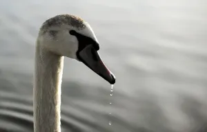 Lake Prints: Macedonia-Animals
