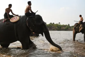 Elephant Prints: Mahouts prepare to take part in a river swimming race during the Buon Don elephant festival
