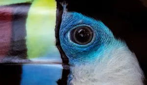<b class=qtipBold><figcaption>Malaysia-Animals-Bird-Toucan</figcaption></b><br>A Red-billed Toucan sits inside its enclosure at the Kuala Lumpur Bird Park on May 19, 2016. / AFP PHOTO / MANAN VATSYAYANA<br><em>© Copyright Agence France-Presse (AFP) - All Rights Reserved</em> Malaysia-Animals-Bird-Toucan
