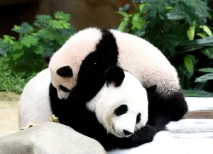 <b class=qtipBold><figcaption>Malaysia-China-Animal-Panda</figcaption></b><br>Seven-month old female giant panda cub Nuan Nuan plays with her mother Liang Liang inside the panda enclosure at the National Zoo in Kuala Lumpur on April 7, 2016. Zoo Malaysia named the new cub, Nuan Nuan born to parents Liang Liang and Xing Xing on loan from China last year. / AFP PHOTO / MANAN VATSYAYANA<br><em>© Copyright Agence France-Presse (AFP) - All Rights Reserved</em> Malaysia-China-Animal-Panda