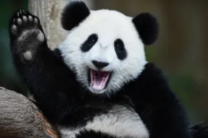 <b class=qtipBold><figcaption>Malaysia-China-Animal-Panda</figcaption></b><br>One-year-old female giant panda cub Nuan Nuan reacts inside her enclosure during joint birthday celebrations for the panda and its ten-year-old mother Liang Liang at the National Zoo in Kuala Lumpur on August 23, 2016. Giant pandas Liang Liang, aged 10, and her Malaysian-born cub Nuan Nuan, 1, were born on August 23, 2006 and August 18, 2015 respectivetly. / AFP PHOTO / MOHD RASFAN<br><em>© Copyright Agence France-Presse (AFP) - All Rights Reserved</em> Malaysia-China-Animal-Panda