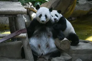 AFP Instagram Collection Prints: Malaysia-China-Animal-Panda